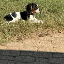 Cavalier King Charles Spaniel Puppies from Dandelions and Kings