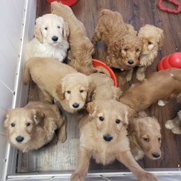 Goldendoodle and Golden Retriever Puppies from Milligan Valley