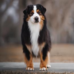 Jagger - Miniature American Shepherd