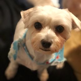 Maltese from Holley's Lovable Maltese Puppies