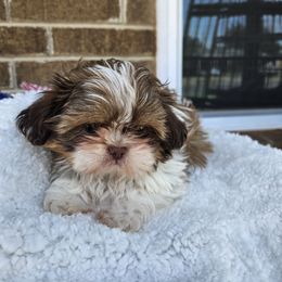 River - Red and white male Shih Tzu puppy in Vernon, Texas from Fru Fru's Shih Tzus