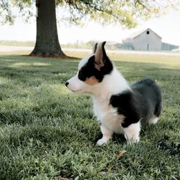 Boss - Pembroke Welsh Corgi