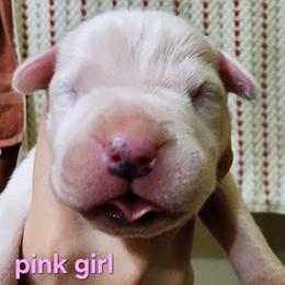Girl 5 - pink girl - White female Dogo Argentino puppy in Blythe, California from Dogos del Gran Reino