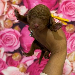 Girl 3 - Red  female Poodle puppy in Texas from DL House of Poodles