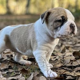 Shazam - White female American Bulldog puppy in Pace, Florida from Genesis American Bulldogs