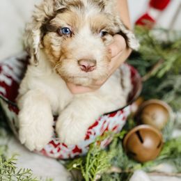Aussiedoodle Puppies from North Mountain Doodles