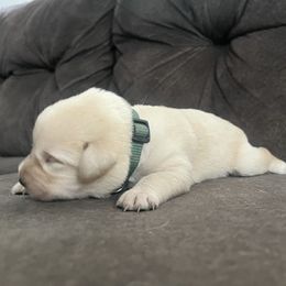 Dark Green - Yellow female Labrador Retriever puppy in Durango, Colorado from Burress Family Farm and Kennels