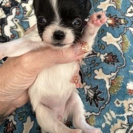 Black white charting 2 lbs - Black and white female Chihuahua puppy in Williamsburg, Virginia from PAWSitive Cheeky Chihuahuas