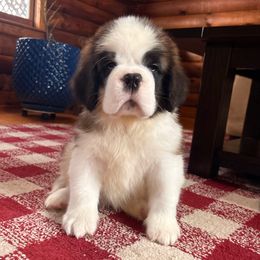 Red Collar - Brown and white female Saint Bernard puppy in New York from Johnson Farms