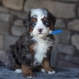 Balto - Merle male Bernedoodle puppy in Dundee, Ohio from Down Home Doodle