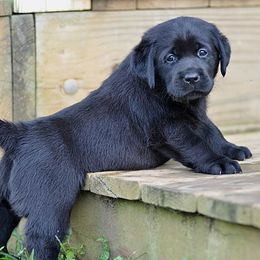 Labrador Retrievers from Cinnamire Labradors