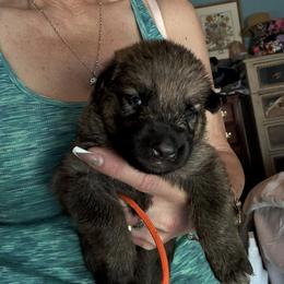 Girl 3 - female German Shepherd puppy in Germantown, Ohio from TNT Pups