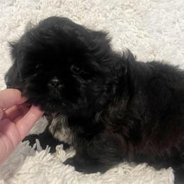 AKC Banjo - Black male Shih Tzu puppy in Greenville, South Carolina from Babyface Shih Tzu