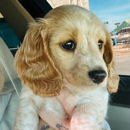 Girl 1 - Cream female Dachshund puppy in Oklahoma from DRB Dachshunds