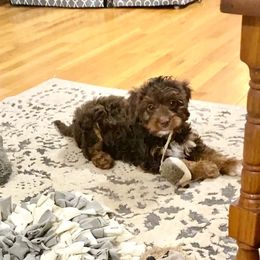 Aussiedoodle Puppies from Cross-Tied Farm Aussiedoodles