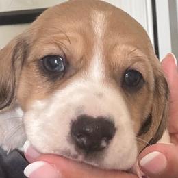 Bronx - Piebald male Dachshund puppy in New Smyrna Beach, Florida from J & L Mini D’s