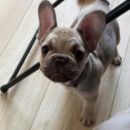 Summer (The Tiny Trailblazer) - Fawn female French Bulldog puppy in Newport News, Virginia from Emotional Support Babies