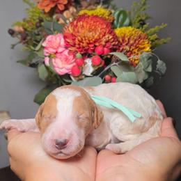 Crema (turquoise collar) - Parti female Poodle puppy in Plainfield, New Jersey from Caris Paws Poodles and Labradoodles