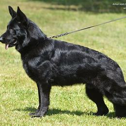 Kala - German Shepherd