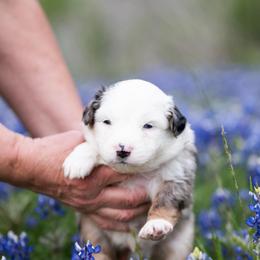 Blueberry pie - Blue merle male Miniature American Shepherd puppy in Groesbeck, Texas from Epic Miniature American Shepherds