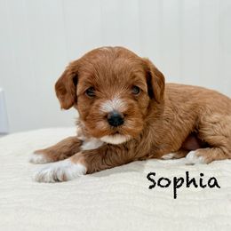 Sophia - Red  female Goldendoodle puppy in Springville, Utah from JW Doodles