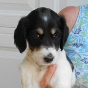 Saluki Puppies from Shasei