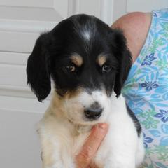 Saluki Puppies from Shasei