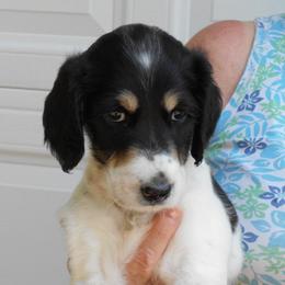 Saluki Puppies from Shasei