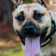 Perro de Presa Canarios from Kings Court Kennel