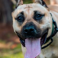 Perro de Presa Canarios from Kings Court Kennel