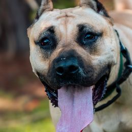 Perro de Presa Canarios from Kings Court Kennel