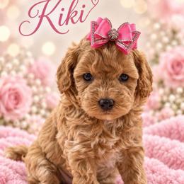 Kiki - Brown female Shihpoo puppy in Cooper City, Florida from Jenny La Bone