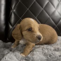 Roo- Darker ee Red Boy - Red male Dachshund puppy in Cutler Bay, Florida from Dadecounty’s Dachshunds