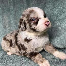 Boy 2 - Red merle male Aussiedoodle puppy in Alabama from SBA Aussies