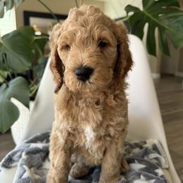 Jagger - Cream male Goldendoodle puppy in Gilbert, Arizona from DogHouse Doodles