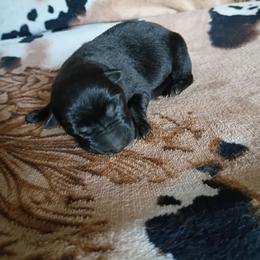 Boy 3 - Black male German Shepherd puppy in Cochise, Arizona from Freiheit Von Himmel  Shepherds