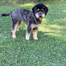 Nala - Phantom female Bernedoodle puppy in Charleston, South Carolina from Palm Belle Doodles