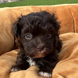 Holiday - Chocolate female Havanese puppy in Arizona from HavaDoggie