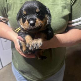 Girl 3 - female Rottweiler puppy in Buskirk, New York from Misjef Rottweilers