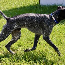German Shorthaired Pointers from Lazy K GSP's