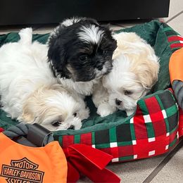 Halfandhalf - Black and white female Shih Tzu puppy in Mobile, Alabama from Emmy’s Yorkies  Shorkies and Shihtzu