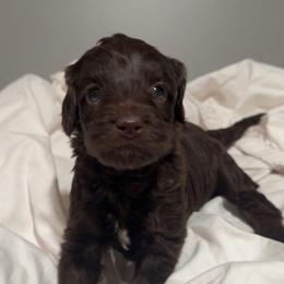 Puppy Purple - Chocolate female Australian Labradoodle puppy in Oxford, Mississippi from Stony Brook Australian Labradoodles