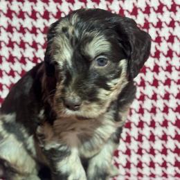 Oreo - Merle male Goldendoodle puppy in Tybee Island, Georgia from Castaway Doodles