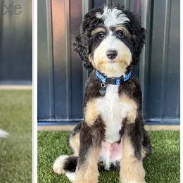 Australian Labradoodles, Bernedoodles, and Goldendoodles from Silver Creek Doodles