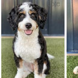Australian Labradoodles, Bernedoodles, and Goldendoodles from Silver Creek Doodles