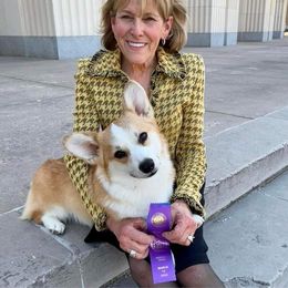 Pembroke Welsh Corgi Puppies from Cattal Corgis