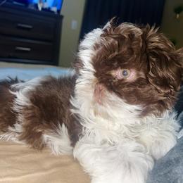 Boy 4 - Liver and white Shih Tzu puppy in Garland, Texas from Bibi’s Exclusive Shih Tzus