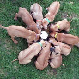 Rhodesian Ridgeback Puppies from TerraCotta Kennels