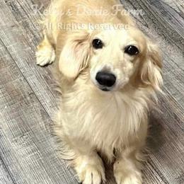 Dusty - Dachshund