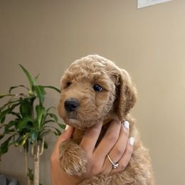 Goldendoodle Puppies from Rylaarsdam Doodles